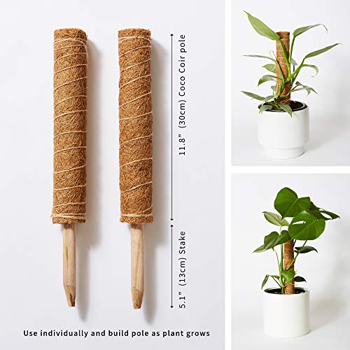 Moss Pole Monstera Plant Support - Train Indoor Climbing Plants to Grow Upwards - 2 Coco Coir Totem Stakes