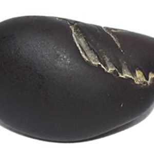 Laxmi Vishnu Paduka Shaligram - Gandaki River Nepal, Fossil, Fossil