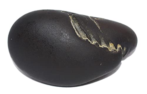 Laxmi Vishnu Paduka Shaligram - Gandaki River Nepal, Fossil, Fossil