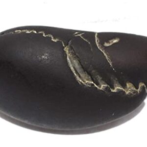 Laxmi Vishnu Paduka Shaligram - Gandaki River Nepal, Fossil, Fossil