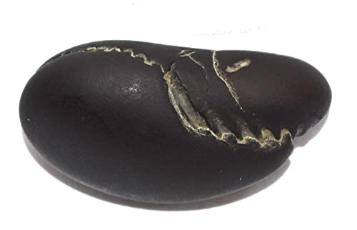 Laxmi Vishnu Paduka Shaligram - Gandaki River Nepal, Fossil, Fossil