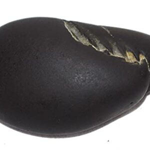 Laxmi Vishnu Paduka Shaligram - Gandaki River Nepal, Fossil, Fossil