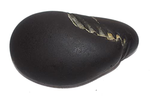 Laxmi Vishnu Paduka Shaligram - Gandaki River Nepal, Fossil, Fossil