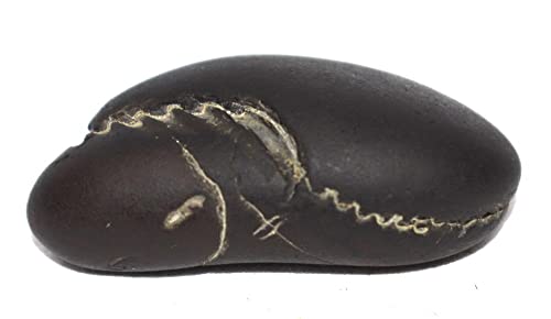 Laxmi Vishnu Paduka Shaligram - Gandaki River Nepal, Fossil, Fossil