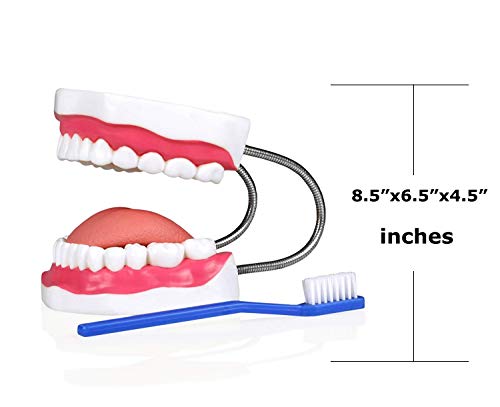 Jackson Global JBM-B7 Human Skin Model from Scalp Section and Teeth Model with Brush with Carrying Case