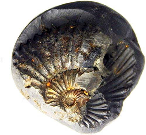 phoenix888 XUETZALCOATL Vishama Sudarshan Shaligram 1.5cm - 2.5cm from Kali Gandaki 1 pcs