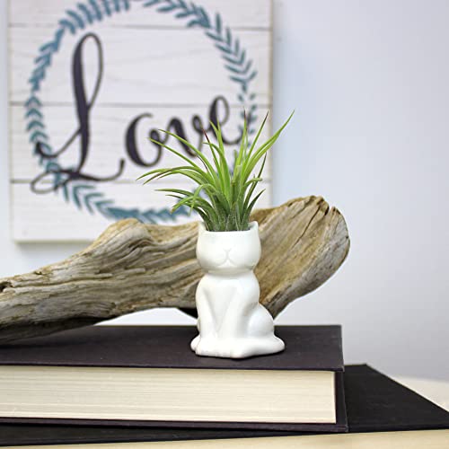 NW Wholesaler 2.25 Inch White Ceramic Cat Shaped Air Plant Holder - (Ceramic Only) Table Top Display Animal Shaped Planters and Vases for Air Plants and Other Mini Plants