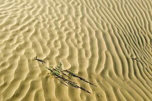 posterazzi pddcn11bjy0043 canada, saskatchewan, hills. sand dune ripples and plants photo print, 18 x 24, multi