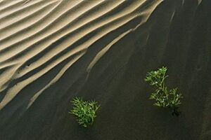 posterazzi pddcn11bjy0046large canada, saskatchewan, hills. sand dune ripples and plants photo print, 24 x 36, multi