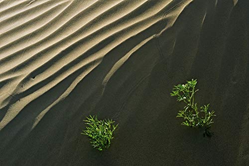 Posterazzi PDDCN11BJY0046LARGE Canada, Saskatchewan, Hills. Sand Dune Ripples and Plants Photo Print, 24 x 36, Multi