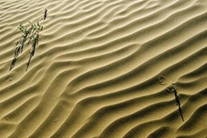 posterazzi pddcn11bjy0044 canada, saskatchewan, hills. sand dune ripples and plants photo print, 18 x 24, multi