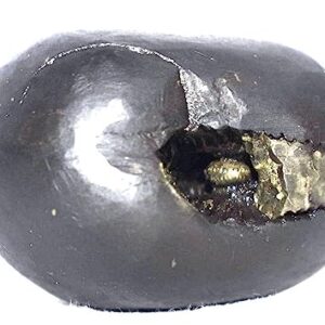 Rudrakshguru Laxmi Narsimha Shaligram