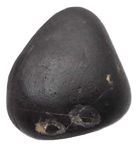 Rudrakshguru Matsya Shaligram - Gandaki River Nepal