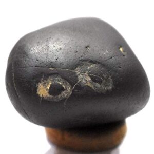 Rudrakshguru Matsya Shaligram - Gandaki River Nepal