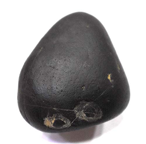 Rudrakshguru Matsya Shaligram - Gandaki River Nepal