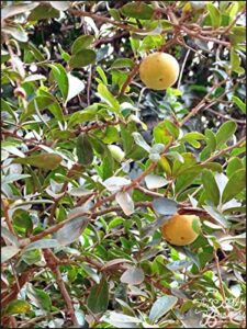dovyalis caffra (kei apple tree) - 25 seeds