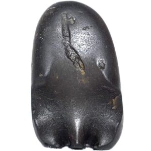 Rudrakshguru Hayagriva Shaligram - Gandaki River Nepal