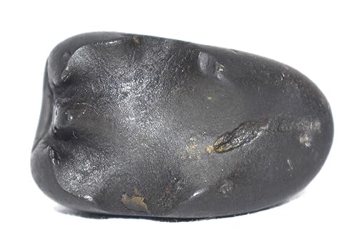 Rudrakshguru Hayagriva Shaligram - Gandaki River Nepal