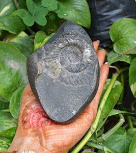 shiva lingam shop natural shaligram, religious gifts, sudarshan saligram stone, sudershan shaligram gandaki river nepal, ritual object iconic symbol of the god vishnu from nepal~i-4885