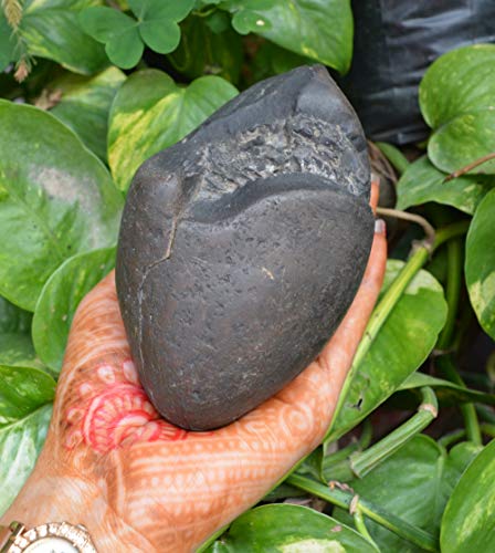 Shiva Lingam Shop Natural Shaligram, Religious Gifts, Sudarshan Saligram Stone, Sudershan Shaligram Gandaki River Nepal, Ritual Object Iconic Symbol of The God Vishnu from Nepal~I-4885