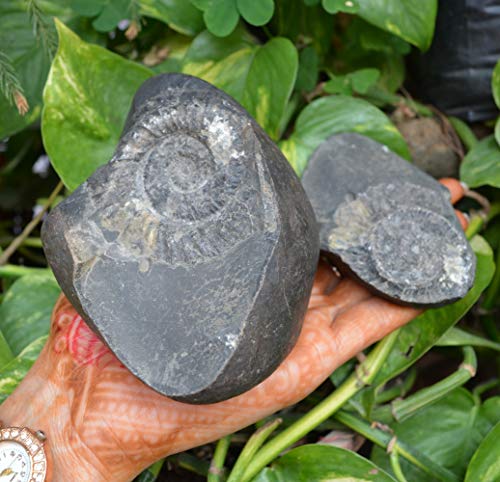 Shiva Lingam Shop Natural Shaligram, Religious Gifts, Sudarshan Saligram Stone, Sudershan Shaligram Gandaki River Nepal, Ritual Object Iconic Symbol of The God Vishnu from Nepal~I-4885