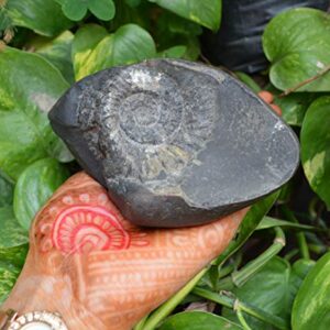 Shiva Lingam Shop Natural Shaligram, Religious Gifts, Sudarshan Saligram Stone, Sudershan Shaligram Gandaki River Nepal, Ritual Object Iconic Symbol of The God Vishnu from Nepal~I-4885