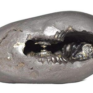 Rudrakshguru Rama Shaligram - Gandaki River Nepal