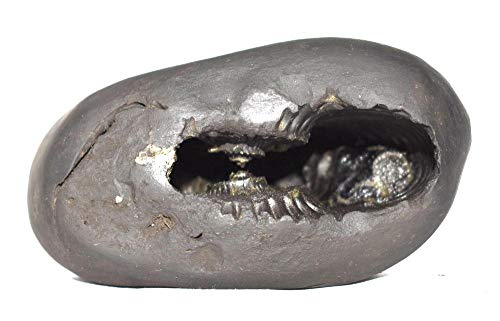 Rudrakshguru Rama Shaligram - Gandaki River Nepal