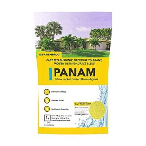 barenbrug panam bermudagrass with yellow jacket coating - grass seed for sunny areas and humid climates - new and improved blend, (1 lb bag)