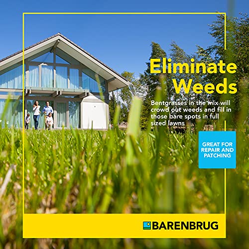 Barenbrug PanAm Bermudagrass with Yellow Jacket Coating - Grass Seed for Sunny Areas and Humid Climates - New and Improved Blend, (1 LB Bag)