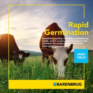 Barenbrug Beefmaster Premium Cattle Pasture Grass and Forage Seed Mix, 25 lbs. (25 LB Bag)