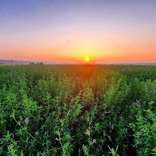 Alfalfa Seeds- Regenerative Cover Crop- Premium Certified Non-GMO Alfalfa Seeds - 1 Lb - High Germination, Conventional Alfalfa Seed -Garden Seed, Cover Crop, Field Growing, Alfalfa Hay, Alfalfa Honey