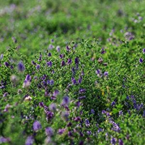 Alfalfa Seeds- Regenerative Cover Crop- Premium Certified Non-GMO Alfalfa Seeds - 1 Lb - High Germination, Conventional Alfalfa Seed -Garden Seed, Cover Crop, Field Growing, Alfalfa Hay, Alfalfa Honey