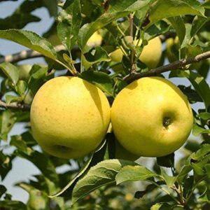 Pixies Gardens (5 Gallon) Golden Delicious Apple Tree Versatile for Eating Fresh Or Using in The Kitchen and Can Be Kept for Several Months in The Fridge.