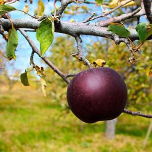 pixies gardens (5 gallon potted set of two plants) arkansas black apple tree- produces lots of succulent sweet apples- as an eating apple late-maturing medium-sized apple deep red looks almost black.