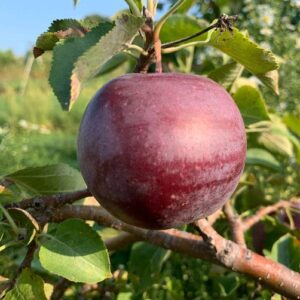 Pixies Gardens (5 Gallon Potted Set of Two Plants) Arkansas Black Apple Tree- Produces Lots of Succulent Sweet Apples- As an Eating Apple Late-Maturing Medium-Sized Apple Deep Red Looks Almost Black.