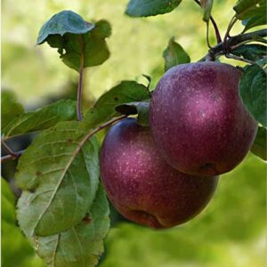 Pixies Gardens (5 Gallon Potted Set of Two Plants) Arkansas Black Apple Tree- Produces Lots of Succulent Sweet Apples- As an Eating Apple Late-Maturing Medium-Sized Apple Deep Red Looks Almost Black.