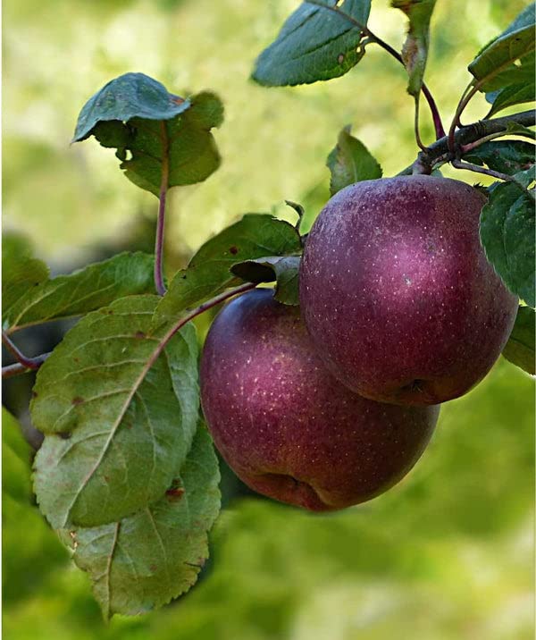 Pixies Gardens (5 Gallon Potted Set of Two Plants) Arkansas Black Apple Tree- Produces Lots of Succulent Sweet Apples- As an Eating Apple Late-Maturing Medium-Sized Apple Deep Red Looks Almost Black.