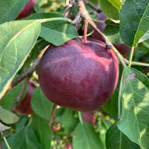 Pixies Gardens (5 Gallon Potted Set of Two Plants) Arkansas Black Apple Tree- Produces Lots of Succulent Sweet Apples- As an Eating Apple Late-Maturing Medium-Sized Apple Deep Red Looks Almost Black.