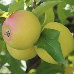 4 Fresh Stem Cuttings from Golden Anna Apple Trees, Unrooted Fruit Tree Cuttings - for Propagation - Cold Hardy