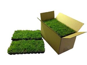 zoysia plugs - 100 full zoysia grass plugs | mature roots | individually grown