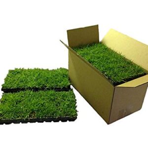 Zoysia Plugs - 100 Full Zoysia Grass Plugs | Mature Roots | Individually Grown