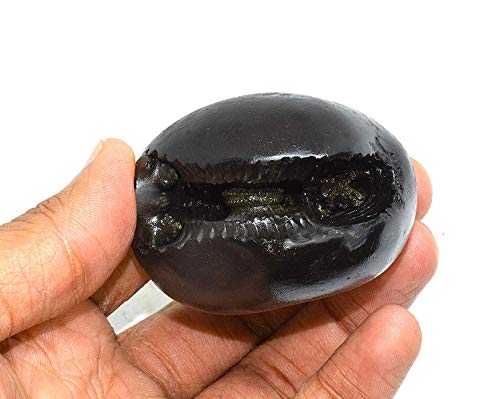 RUDRADIVINE Stone Laxmi Narayan Shaligram (Black)