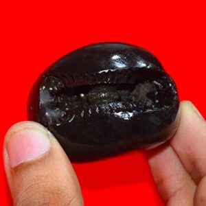 RUDRADIVINE Stone Laxmi Narayan Shaligram (Black)