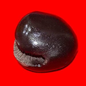 RUDRADIVINE Stone Laxmi Narayan Shaligram (Black)