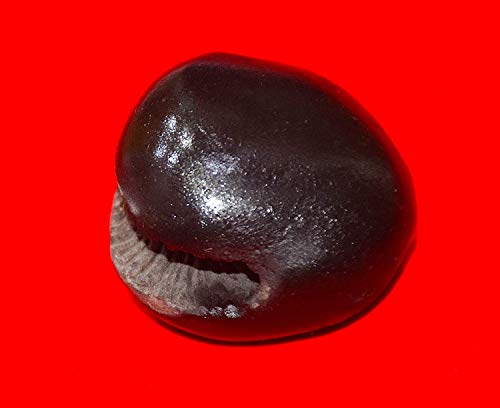 RUDRADIVINE Stone Laxmi Narayan Shaligram (Black)