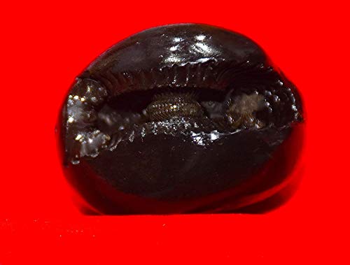 RUDRADIVINE Stone Laxmi Narayan Shaligram (Black)