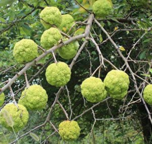 10 Hedge Apple Seeds Osage Orange Horse Apple Monkey Ball Maclura Pomifera Tree Seeds