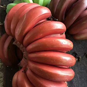 Rare Seeds 100pcs Banana Seeds Red Dwarf Tree Bonsai Fruit Decor Home Gardening Planting