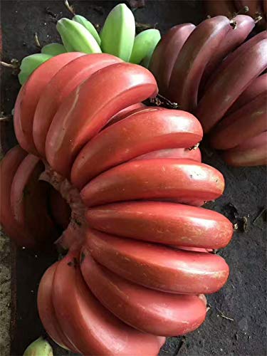 Rare Seeds 100pcs Banana Seeds Red Dwarf Tree Bonsai Fruit Decor Home Gardening Planting